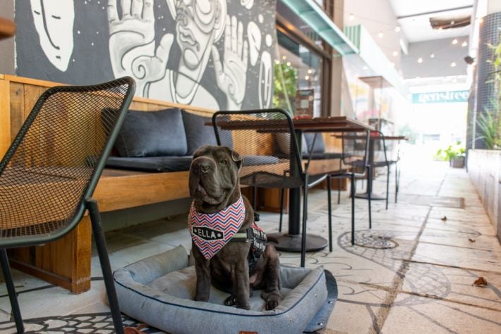 Bar temático em canoas com muita comida boa e espaço pet friendly. . .