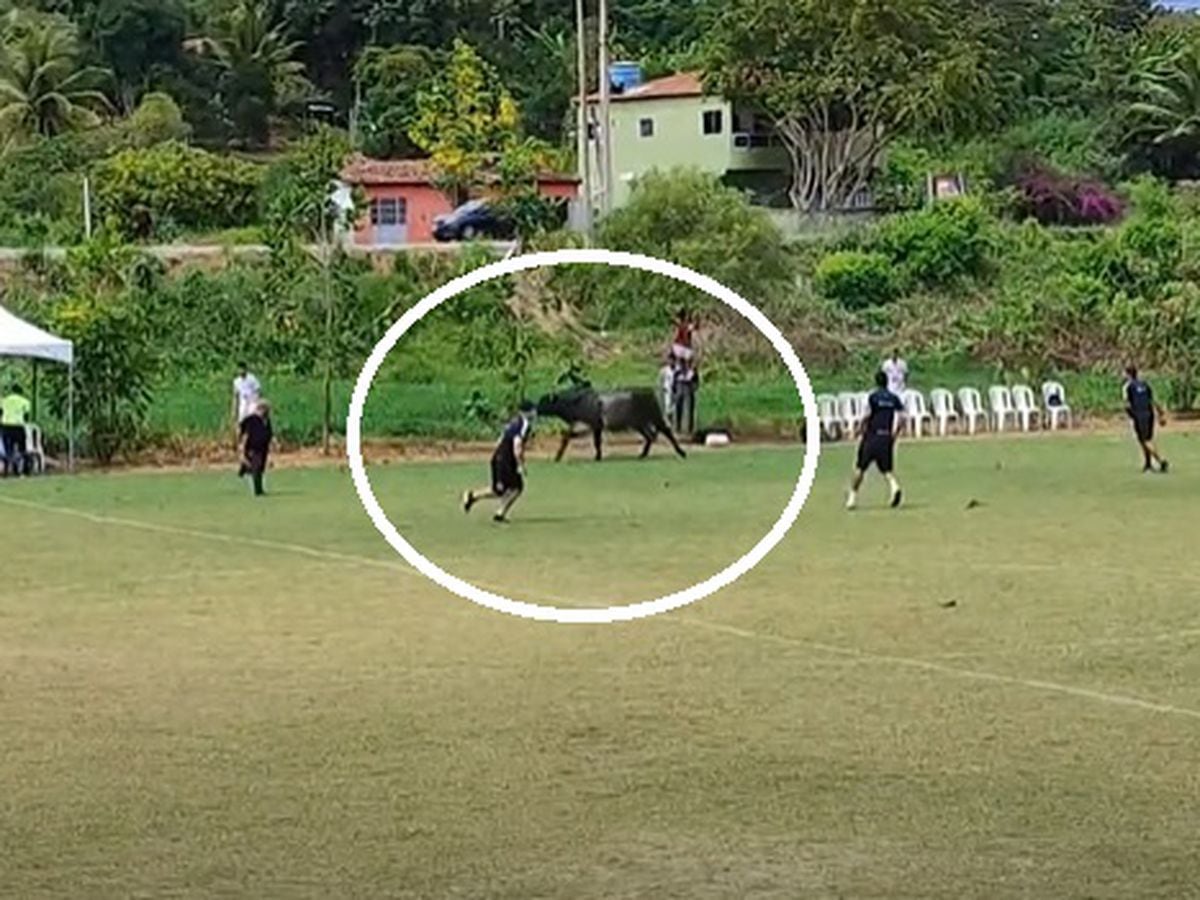 Touro invade campo e provoca correria em jogo do Paraibano Sub-15; veja o  vídeo, futebol
