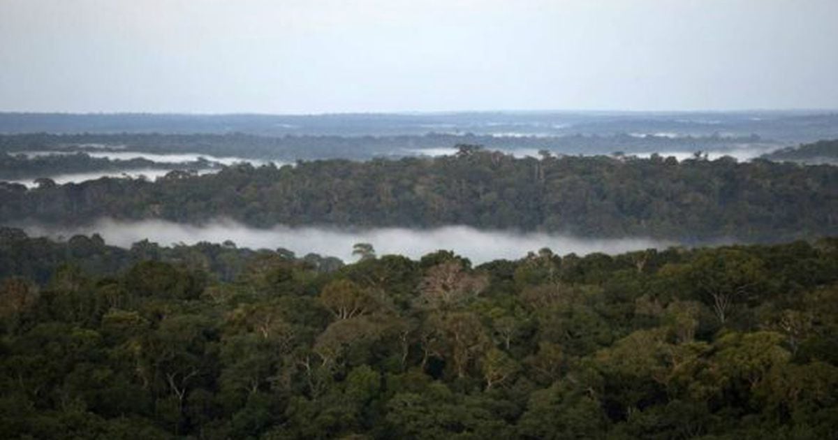 What is the maximum temperature before the rainforest dies?  According to scientists