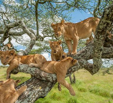 Leões em uma árvore no Parque Nacional Serengeti, no norte da Tanzânia