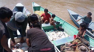 Fiscais flagraram pescado ilegal - pirarucu, pacu, surubim e tambaqui - e produtos de pesca e caça. Foto: Divulgação/Ibama