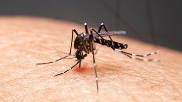 Striped mosquitoes are eating blood on human skin. Mosquitoes are carriers of dengue fever and malaria.Dengue fever is very widespread during the rainy season. Foto: witsawat/Adobe Stock                     