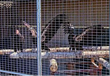 Condores criados em cativeiro pela tribo Yurok, no norte da Califórnia, esperam para ser soltos em seu verdadeiro hábitat natural. Foto: Yurok Tribal Government