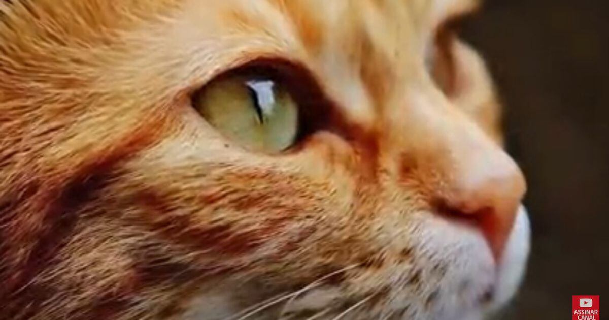 No Dia Mundial do Gato, assista aos vídeos mais populares do  -  Estadão