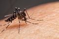 Dengue: 2023 já é o 2° ano com mais casos desde 2000, e persistência do calor preocupa