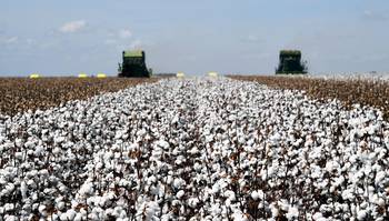 Produção de algodão brasileiro deve crescer até 19% e retomar nível pré-pandemia