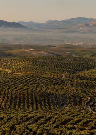 Ñ PHOTO MOVED IN ADVANCE AND NOT FOR USE - ONLINE OR IN PRINT - BEFORE 12:01 A.M. ET ON SUNDAY, SEPT. 11, 2022 Ñ  Olive orchards in SpainÕs landlocked southern province of JaŽn, Aug. 26, 2022. Drought has ravaged dozens of crops throughout Europe, but among the hardest hit is the olive crop of Spain, which produces half of the worldÕs olive oil. (Emilio Parra Doiztua/The New York Times)