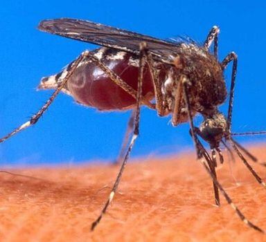 Distribuição de redes antimosquito para camas ajudou a reduzir casos de malária