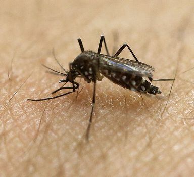 Novos casos de Zika foram divulgados em Angola, no sul da África. Criança de 10 meses com microcefalia. À medida que a epidemia amaina, o perigo está na falta de atenção.