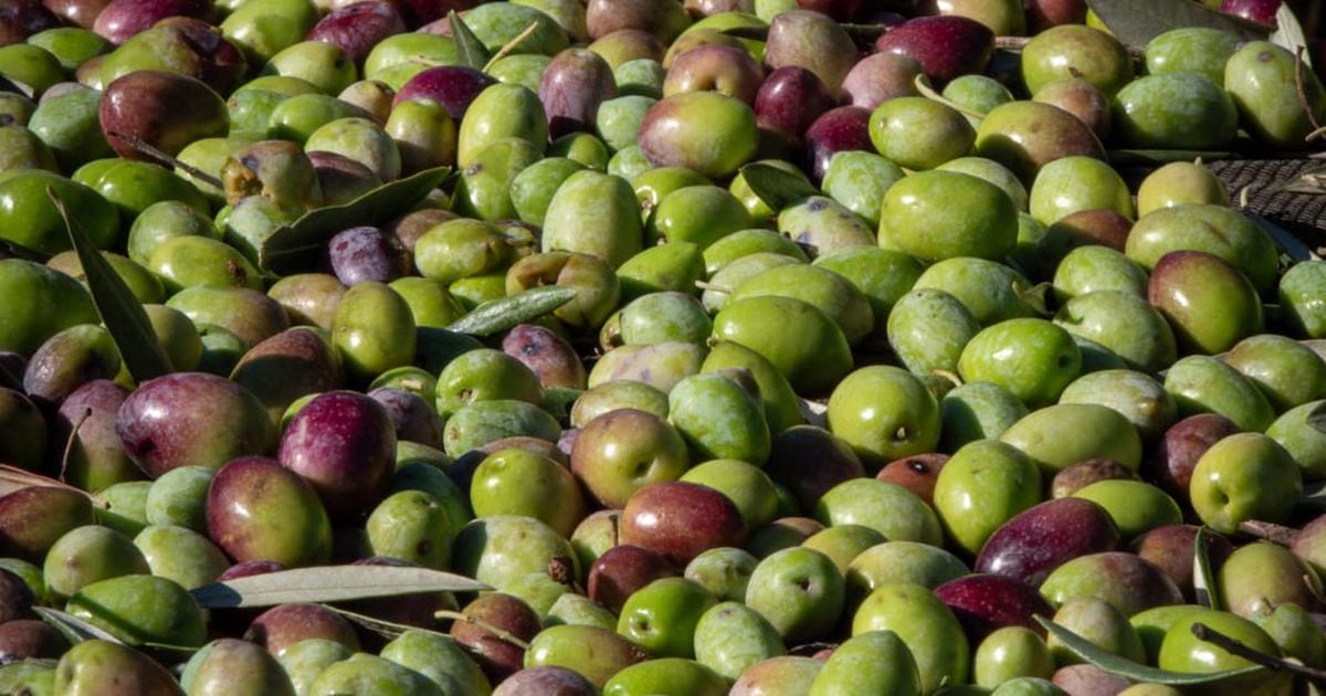 ¿Cuál es el mejor aceite de oliva del mundo?  España explica cómo se produce el aceite de oliva premium
