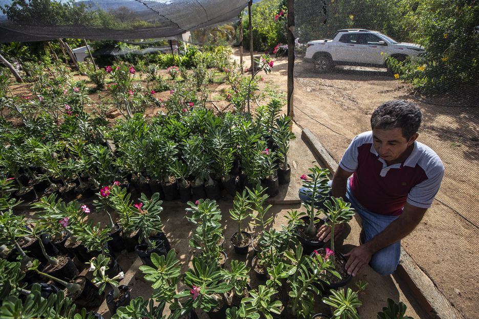 Jose Jurandir Alves Esteves, de 53 anos, produtor de rosa do deserto e suculentas vai dobrar área plantada