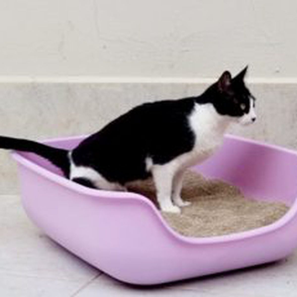 Caixona de Areia Pet Games Para Gatos - Cor Bege - Outros