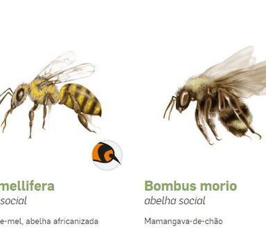 Estudo mapeia 214 espécies de abelhas