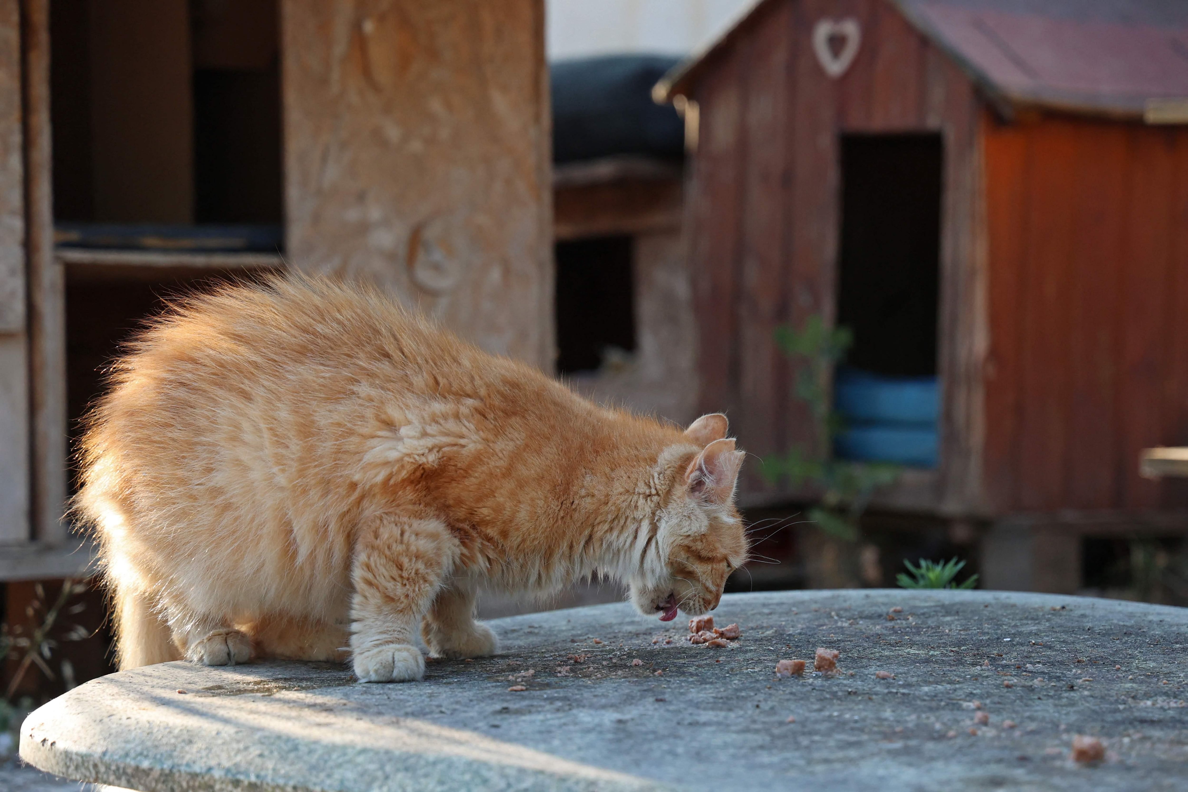 Morre Oliver, gato de Rafa Steinbach, vítima de rara doença