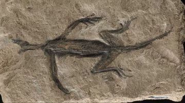 Reptile Fossil. Foto: DIV
