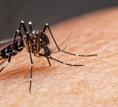 Striped mosquitoes are eating blood on human skin. Mosquitoes are carriers of dengue fever and malaria.Dengue fever is very widespread during the rainy season.