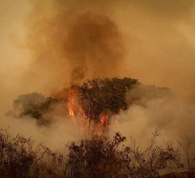 Pantanal enfrenta a maior série de queimadas das últimas duas décadas, segundo dados do Instituto Nacional de Pesquisas Espaciais (Inpe)
