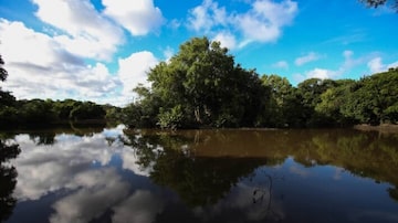 Conama derrubou resoluções que delimitam áreas de proteção permanente (APPs) de manguezais e de restingas. Foto: Wilton Junior/Estadão