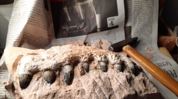 Pedaço de mandíbula de crocodilo incrustado em rocha, um dos achados importantes. Foto: Eixo SP/Divulgação