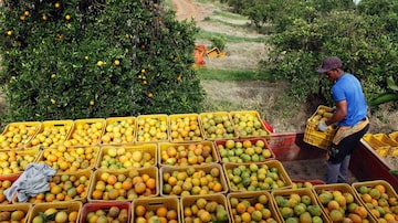 Produtores de laranja dizem ter sido prejudicados por cartel no setor e buscam indenização na Justiça. Foto: Paulo Whitaker/Reuters - 13/1/2012