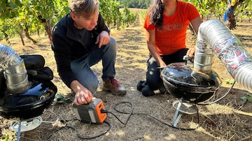 Oregon State University researcher Cole Cerrato, left, and graduate student Lindsay Garcia prepare to send smoke from a small grill onto a row of wine grapes at the university's vineyard near Alpine, Ore., on Friday, Sept. 8, 2023. Wine experts from three West Coast universities are working together to meet the threat, including developing spray coatings to protect grapes, pinpointing the elusive compounds that create that nasty ashy taste, and deploying smoke sensors to vineyards to better understand smoke behavior. (AP Photo/Andrew Selsky). Foto: Andrew Selsky/AP