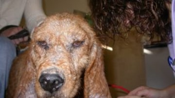 
 A Leishmaniose Visceral Canina não tem cura - jaclamothe/Creative Commons. Foto: Estadão