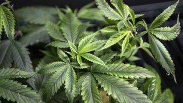 Produtos à base de cannabis medicinal devem estar disponíveis no SUS paulista em maio deste ano, segundo Governo do Estado de SP. Foto: Reuters