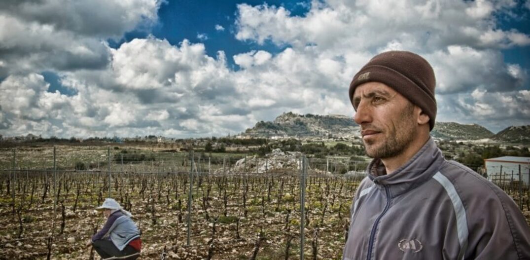 Trabalhador em vinhedo da Domaine Bargylus, em Lattakia, Província mediterrânea na Síria. Foto: Divulgação