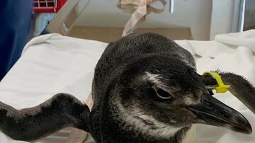
Pinguim resgatado no litoral norte de São Paulo. Foto Instituto Argonauta/Divulgação.
