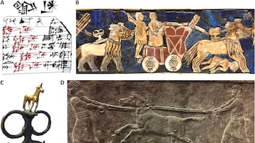 Descrição iconográfica e textual do kunga. (A) Sinais cuneiformes do terceiro milênio a.C. para o kunga (ANŠE.BARxAN) acima de uma foto e desenho de uma tabuleta de argila de UrIII Girsu/Lagaš (Museu Britânico BM23836) apresentando múltiplas ocorrências, destacadas no desenho justaposto. As duas primeiras linhas diziam “parcelas de cevada transmitidas de 1 bur 6 iku (=8,64 ha) em área, (para a manutenção de) ANŠE.BARxAN - equídeos do rei” (desenho e tradução cortesia de K. Maekawa). (B) Detalhe do Padrão de Ur mostra uma equipe de equídeos puxando uma carroça de quatro rodas em batalha (crédito da foto: Imagens do Museu Britânico). (C) Imagem de um anel de rédeas com equídeos decorativos de uma sepultura real em Ur, contemporânea e semelhante às visíveis no Padrão de Ur. (D) Painel de Nínive: “caçando burros selvagens” (645 a 635 aC) (Museu Britânico , Londres). A Figura S8 mostra painéis adicionais atestando que os equídeos representados são não-cabalinos. (C e D) Museu Britânico, Londres; Crédito da foto: E. Andrew Bennett. Foto: Reprodução/ Revista Científica Science Advances