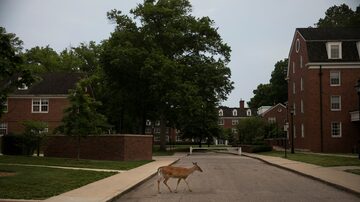 Um veado no campus da Universidade de Ohio, nos Estados Unidos. Foto: Maddie McGarvey/The New York Times