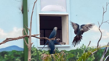 Reintrodução da ararinha azul no bioma está prevista em plano de ação nacional. Foto: ACTP - Association for the Conservation of Threatened Parrots