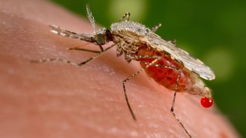 A malária é transmitida pela picada do mosquito anopheles infectado pelo plasmódio. Foto: REUTERS/Jim Gathany/CDC/via Reuters