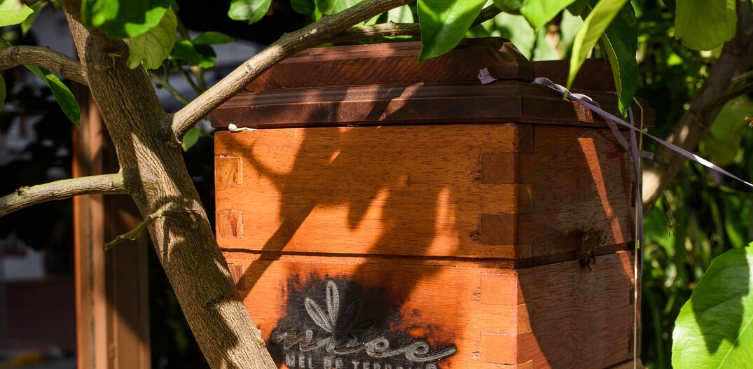 Uma das caixinhas de abelhas está no restaurante Evvai. Foto: Lucas Terribili