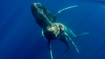 Penetração baleias. Foto: Reprodução/Marine Mammal Science