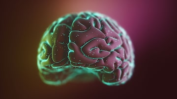 Hemisfério cérebro. Foto: Adobe Stock/Reproduçã