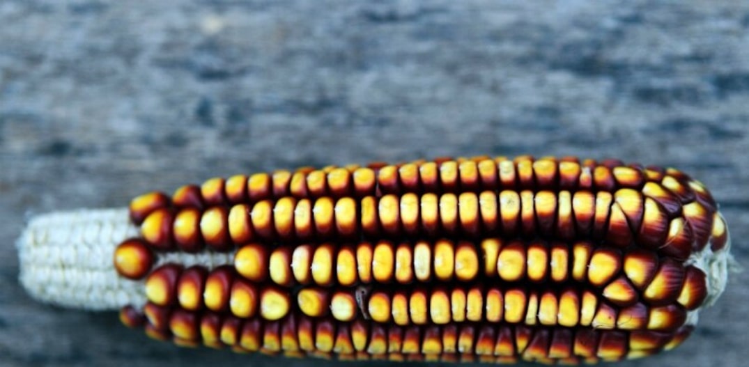 Amostra de milho plantada na fazenda Coruputuba, de Patrick Assumpção. Foto: Sergio Castro|Estadão