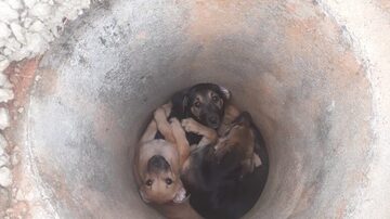 Três filhotes foram encontrados dentro da manilha de concreto; não há suspeitas de quem os abandonou. Foto: Arquivo Pessoal
