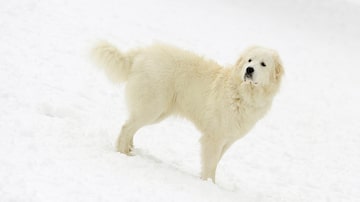 'Aquele cachorro branco, mais do que isso, alvo como a neve, é lindo e doce, a não ser que o “chamado da selva” se faça ouvir e ele se transforma'. Na imagem, um cachorro branco anda sobre a neve de Londres em 18 de dezembro de 2010. Foto: Ian Martinez / Reuters