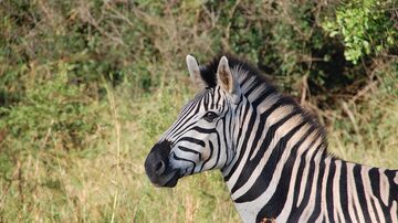 Zebras fugiram de uma fazenda perto deWashington (EUA). Foto: Pixabay/Yolanda