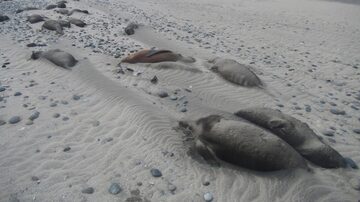 Focas encontradas mortas em Punta Delgada, na Argentina em outubro de 2023