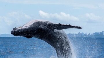 Salto de baleia jubarte com Salvador, capital da Bahia, ao fundo;proteção ajuda animais a se espalharem por SP e SC. Foto: Projeto Baleia Jubarte