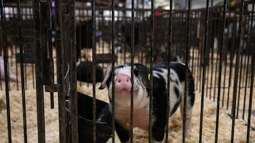 -- EMBARGO: NO ELECTRONIC DISTRIBUTION, WEB POSTING OR STREET SALES BEFORE 3:01 A.M. ET ON TUESDAY, JULY 25, 2023. NO EXCEPTIONS FOR ANY REASONS -- An entrant in the youth swine exhibition at the Perry County Fairgrounds in New Lexington, Ohio, April 29, 2023. Since 2011, most of the human swine flu cases reported in the United States have been linked to agricultural shows and fairs.Ê(Maddie McGarvey/The New York Times)