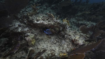 Um peixe-espiga azul nada entre corais perto de Key Largo, na Flórida, em 29 de novembro do ano passado.
