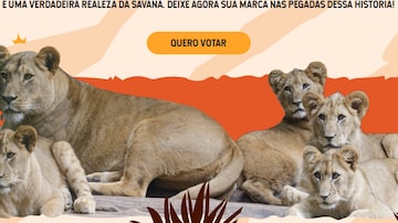Zoológico de SP abre votação para escolha de nomes dos novos filhotes de leão. Foto: Divulgação/Zoológico de SP