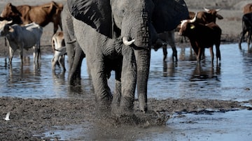 A Botswana abriga a maior população de elefantes do mundo, cerca de 130 mil — o equivalente a um terço de toda a população mundial da espécie — e a anualmente cresce em 6 mil. 