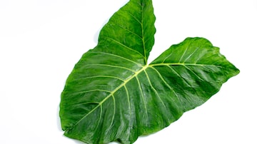 edible big leaf. Foto: Emerson/Adobe Stock
