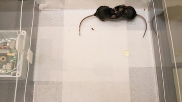 Camundongos se unem depois que cientistas manipulam luzes implantadas nos cérebros dos animais. Foto: University via The New York Times