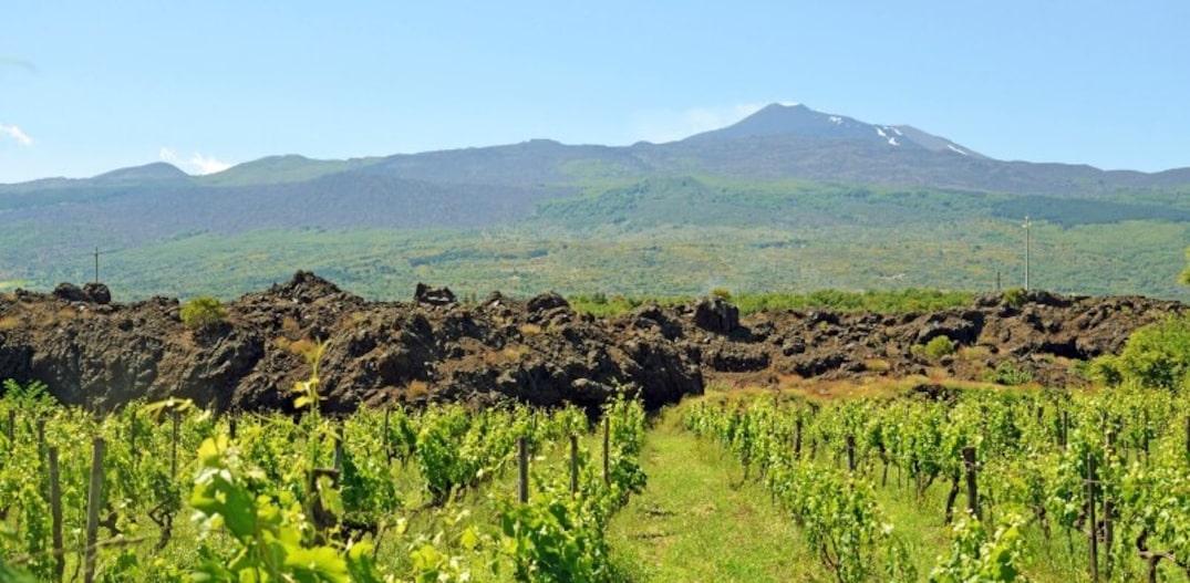 O cenário das vinícolas da região é marcado por rochas formadas a partir da lava do vulcão Etna. Nesta foto, as pedras são resultado da erupção de 1981. Foto: Alfonso M. Cevola|NYT