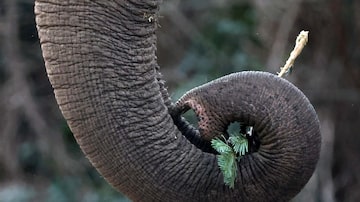 Berlin (Germany), 04/01/2024.- An elephant handles a Christmas tree branch with its trunk in an enclosure at the Berlin Zoological Garden in Berlin, Germany, 04 January 2024. The Berlin Zoological Garden feeds traditionally non-sold, untreated, leftover Christmas trees to animals. (Alemania) EFE/EPA/CLEMENS BILAN
